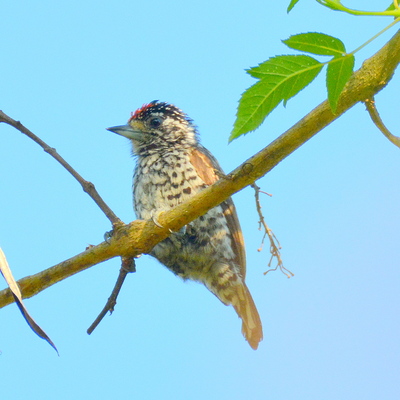 Ochre-Collard Piculet